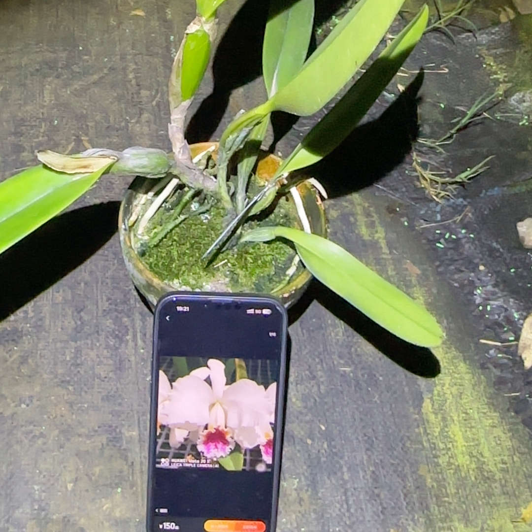 E336半白莫西HR实生带花袋