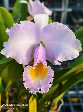 同色特里  卡特兰C. trianae fma.concolor'Elegance'OG大花洋兰