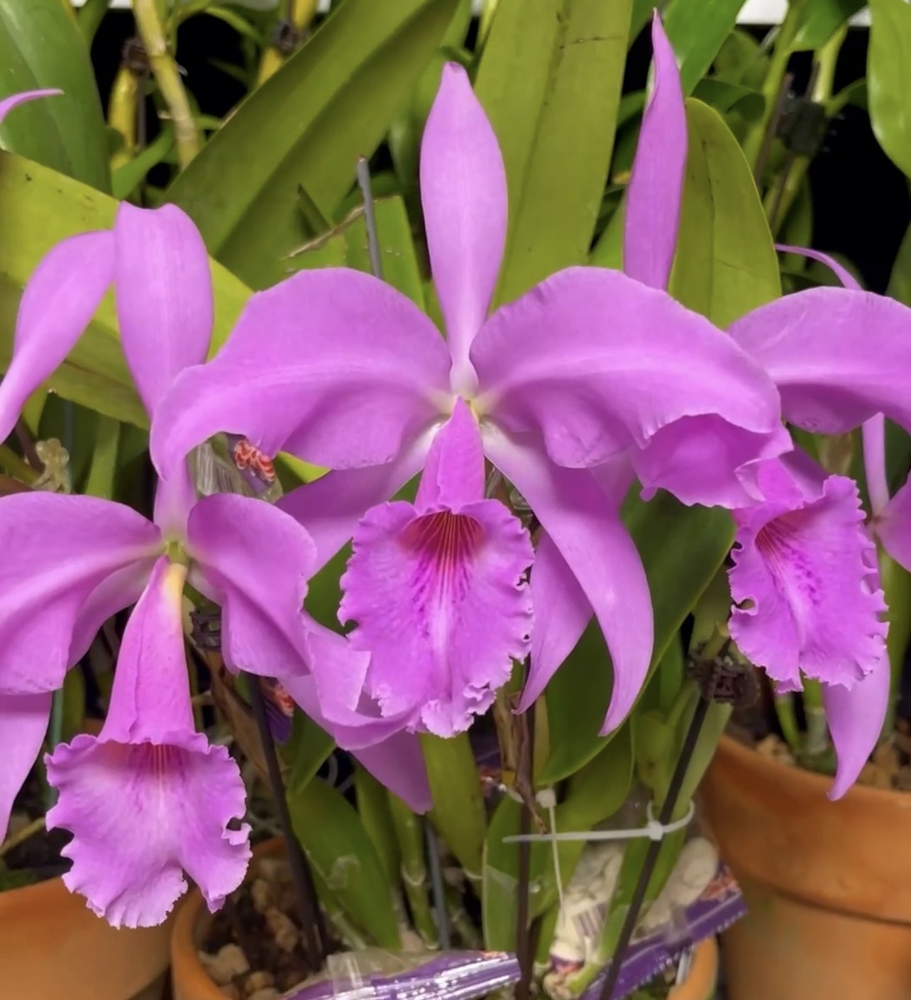 同色杰玛尼   卡特兰C.jenmanii concolor 'Canaima's Smuggler'