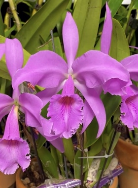 同色杰玛尼   卡特兰C.jenmanii concolor 'Canaima's Smuggler'