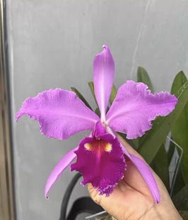 深红瓦塞维奇  卡特兰C.warscewiczii sanderiana 'Opon'OG大花