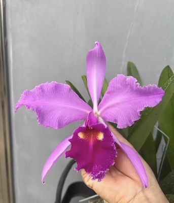 深红瓦塞维奇  卡特兰C.warscewiczii sanderiana 'Opon'OG大花