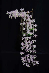 天宫石斛兰 兜唇石斛盆栽兰苗室内阳台庭院吊兰花绿植花卉