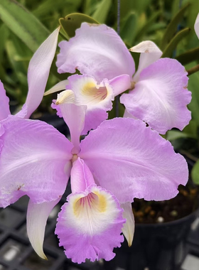 同色路德  卡特兰C.lueddemanniana fma.concolor“ Yuli”巴西株