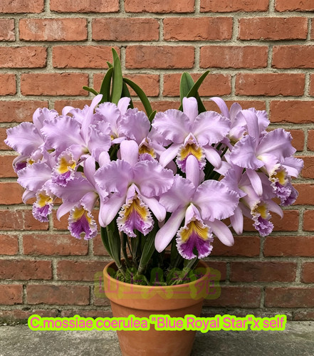 蓝莫西  原种卡特兰C.mossiae coerulea 