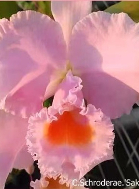 1212樱花舒罗原种卡特兰C. schroderae “Sakuer Jewel”大花浓香