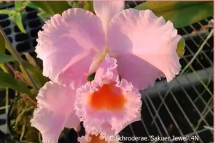 卡特兰舒罗樱花C. schroderae “Sakuer Jewel”大花浓香原种洋兰