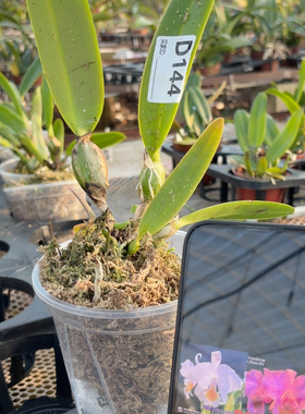 D144舒罗810大场交黑玫瑰