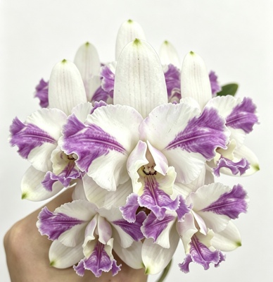 灰蓝插角英特卡特兰C.intermedia var.aquinii  or lata coerulea