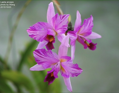 泼墨安谢布斯锐茎卡特兰 蕾莉亚兰L.anceps var.lineata 大花洋兰