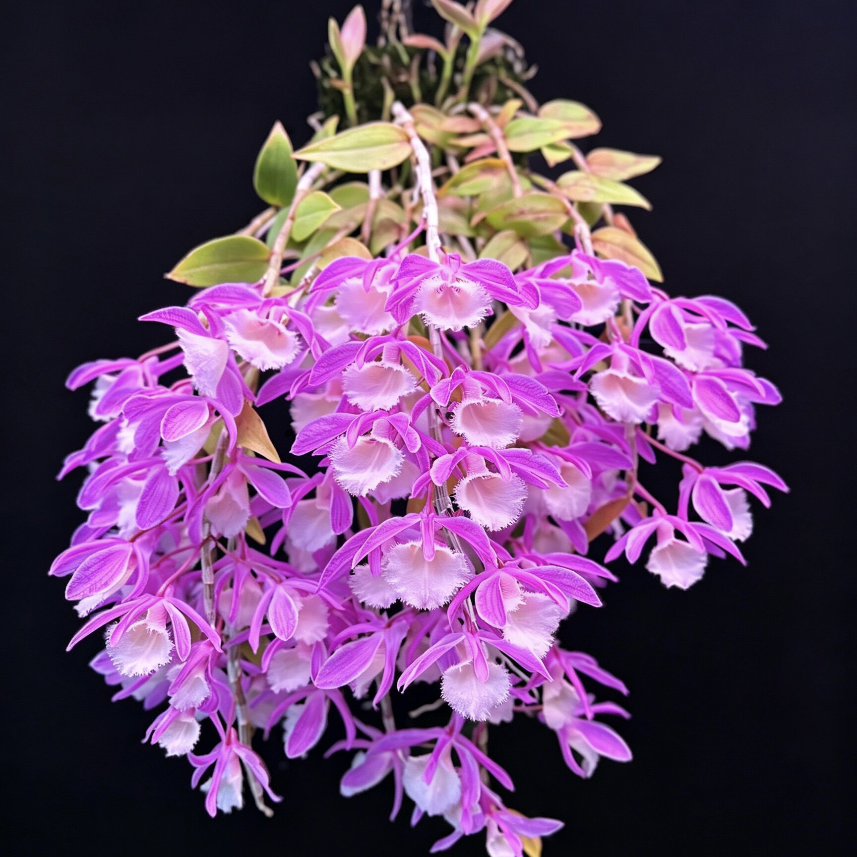 樱花红天宫  石斛兰  苗 花卉盆栽绿植瀑布兰洋吊兰兜唇石斛兰