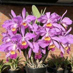爱多拉多原种卡特兰 Cattleya eldorado 'MIto'大花浓香洋兰