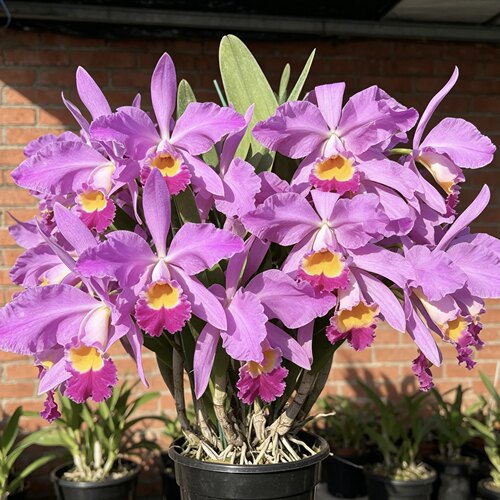 爱多拉多原种卡特兰 Cattleya eldorado 'MIto'大花浓香洋兰