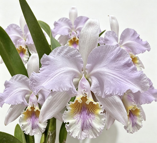 蓝莫西原种卡特兰C. mossiae coerulea Josa Dias Castro self