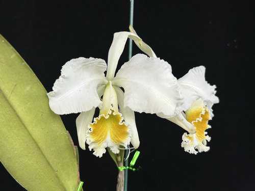 白莫西  卡特兰C. mossiae alba大花浓香洋吊兰花卉盆栽