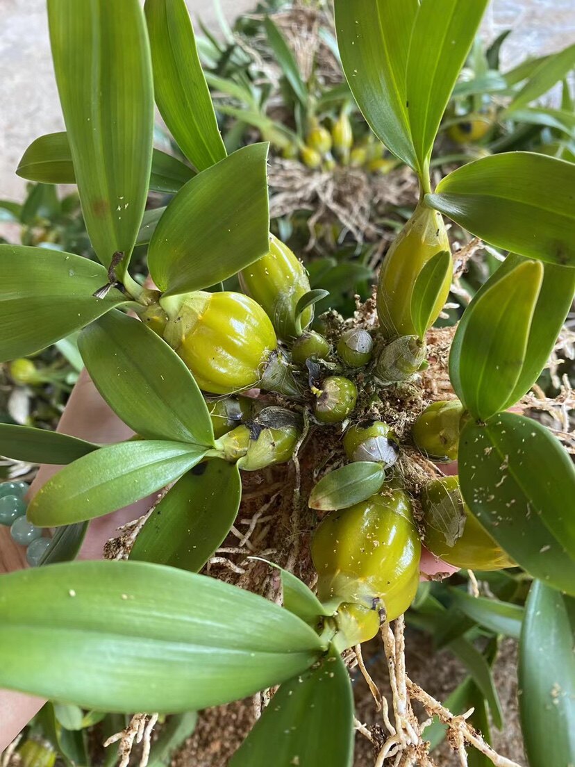 鼓槌石斛迷你鸡蛋鼓槌小鼓槌栗斑鼓槌石斛兰花卉绿植盆栽洋吊兰