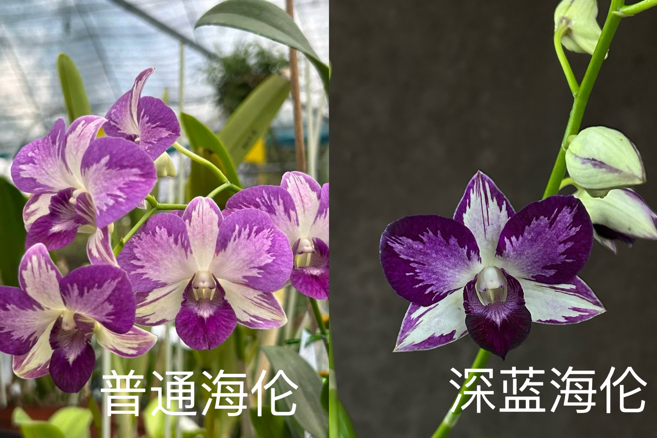 蓝泼墨秋石斛深蓝墨蓝海伦Den. Burana Pink Sapphire mutation