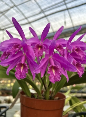 深红马克西马卡特兰C.maxima(Gorgeous SM/JOGA x Natural World)