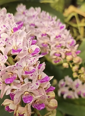 浓香泰国狐尾兰  钻喙兰Rhynchostylis gigantea 泰国象兰