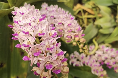 浓香泰国狐尾兰  钻喙兰Rhynchostylis gigantea 泰国象兰
