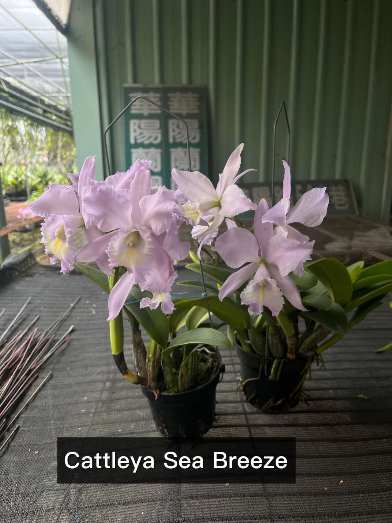 海洋微风蓝带  卡特兰  C.Sea Breeze 'Blue Ribbon'AM/AOS开花株