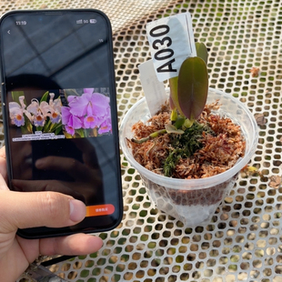 A030巴西蛋黄舒罗交日本大场193樱花宝石交暗色