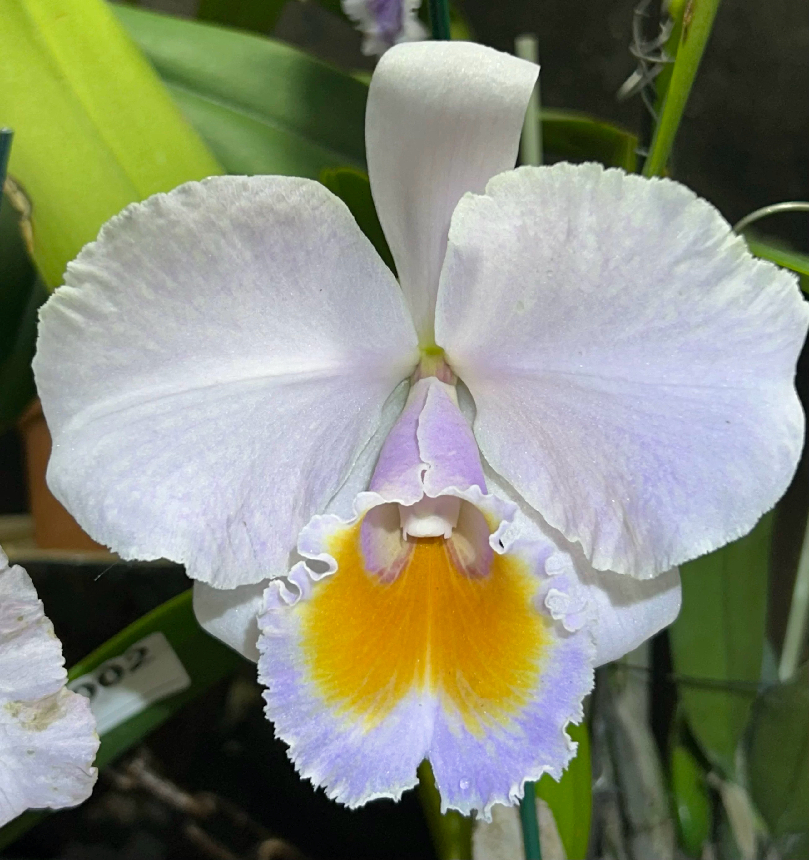 巴西舒罗AO  原种卡特兰C.schroederae大花浓香洋兰花卉盆栽