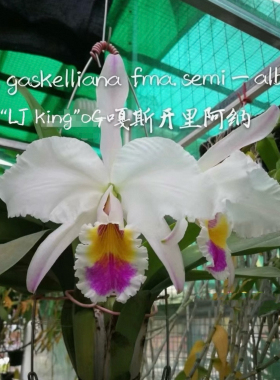 半白插角嘎斯  卡特兰C. gaskelliana s/a 'LJ-King'大花浓香洋兰