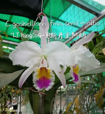 半白插角嘎斯  卡特兰C. gaskelliana s/a 'LJ-King'大花浓香洋兰