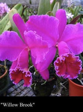 卡特兰  深红莫西C.mossiae  rubra 'Willowbrook'FCC/AOS 洋兰MC
