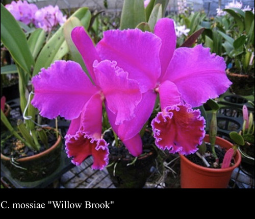 卡特兰  深红莫西C.mossiae  rubra 'Willowbrook'FCC/AOS 洋兰MC
