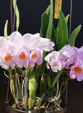 卡特兰舒罗C. schroederae concolor  “Southern Cross” x self