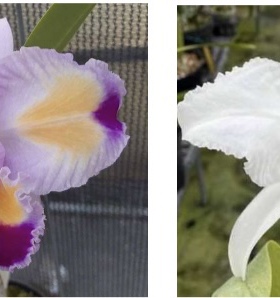 特里原种卡特兰C.trianae var semi-alba x C.trianae trilabelo