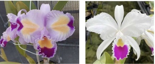 特里原种卡特兰C.trianae var semi-alba x C.trianae trilabelo