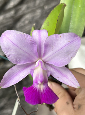 卡特兰 细瓣插角走路人C. walkeriana fma五瓣插角浓香洋兰