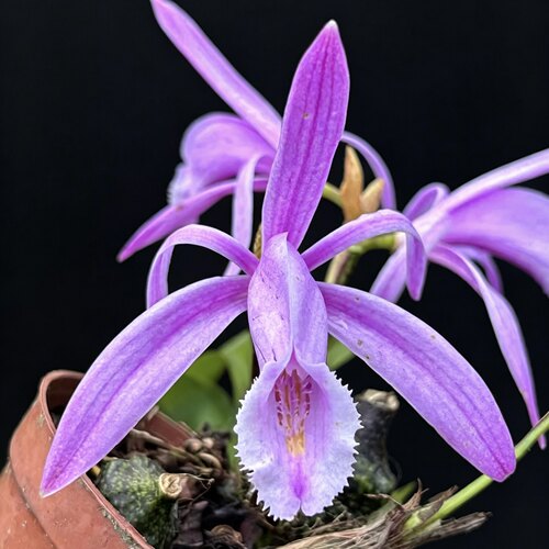 秋花独蒜兰稀有室内外花卉绿植盆栽Pleione maculata花期10-11月
