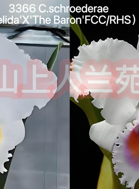 舒罗3366卡特兰C.schroederae ('Melida'X 'The Baron'FCC/RHS）