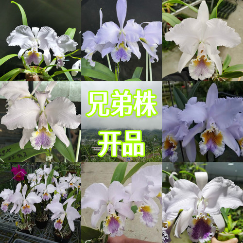 蓝莫西原种卡特兰C. mossiae coerulea Josa Dias Castro self