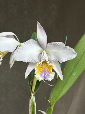 蓝莫西阿凡达卡特兰C.mossiae fma coerulea “Avatar”浓香洋兰
