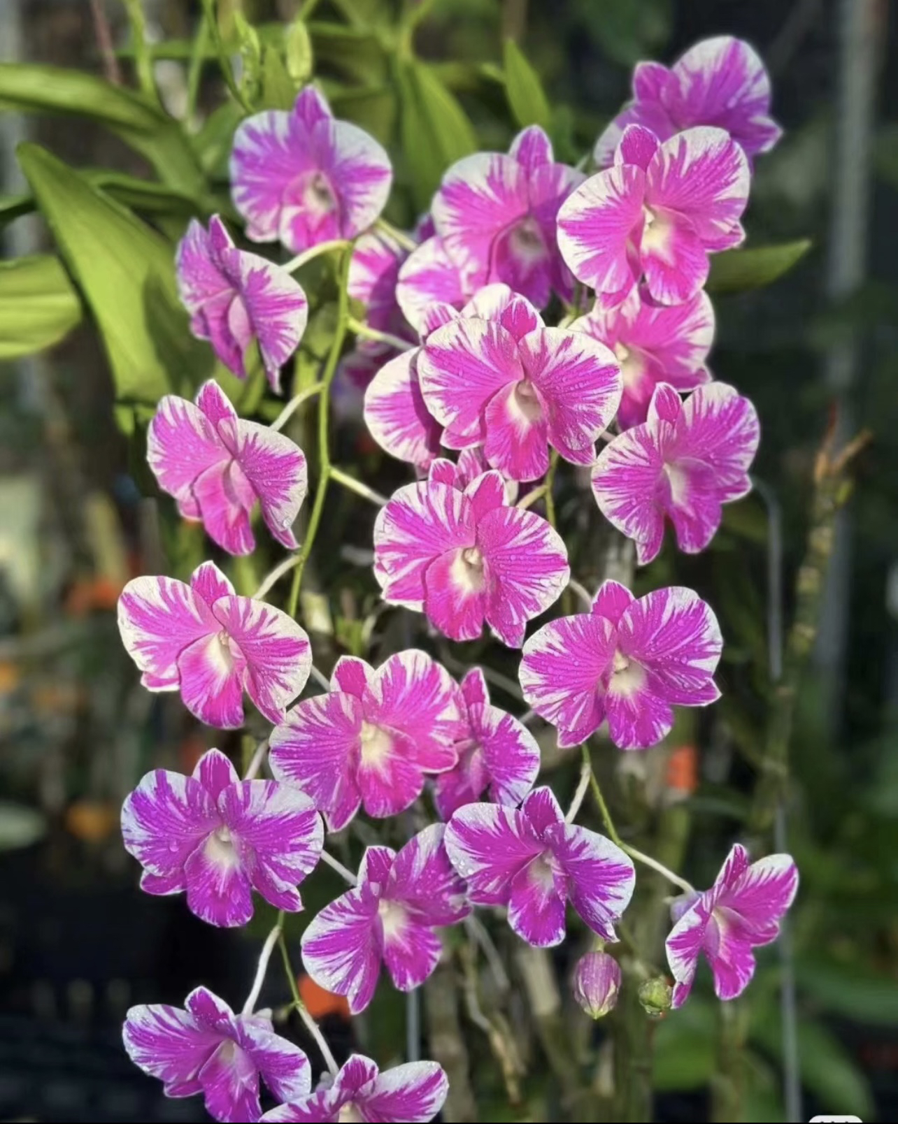 庆和D1  泼墨秋石斛Den.Burana Pearl台湾泼墨秋石斛兰庆和D1洋兰