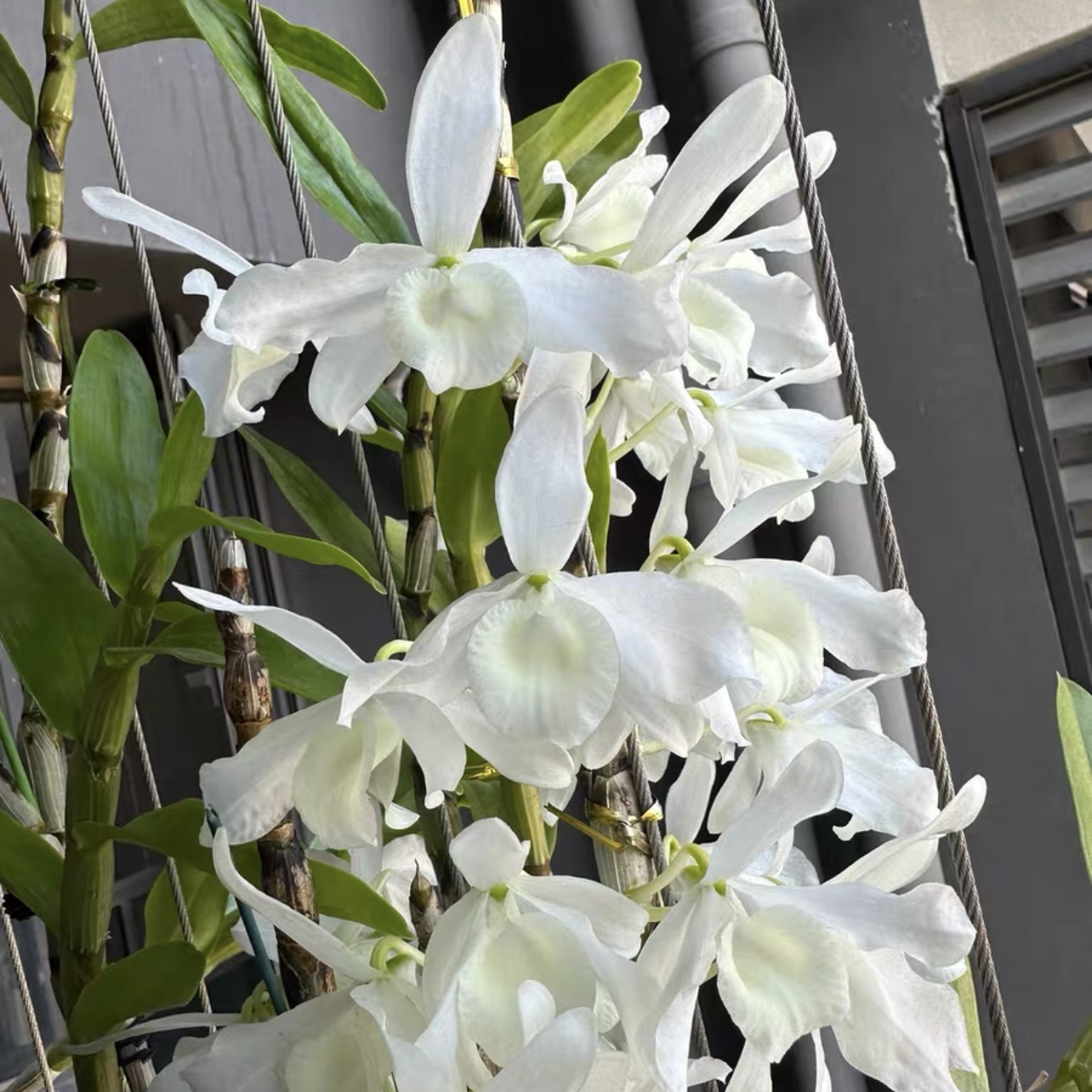 素花金钗石斛兰苗  洋吊兰花卉盆栽绿植