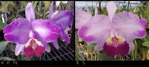 火焰路德  卡特兰C.Luddemanniana fma.flamea x sib（Ken x KS）