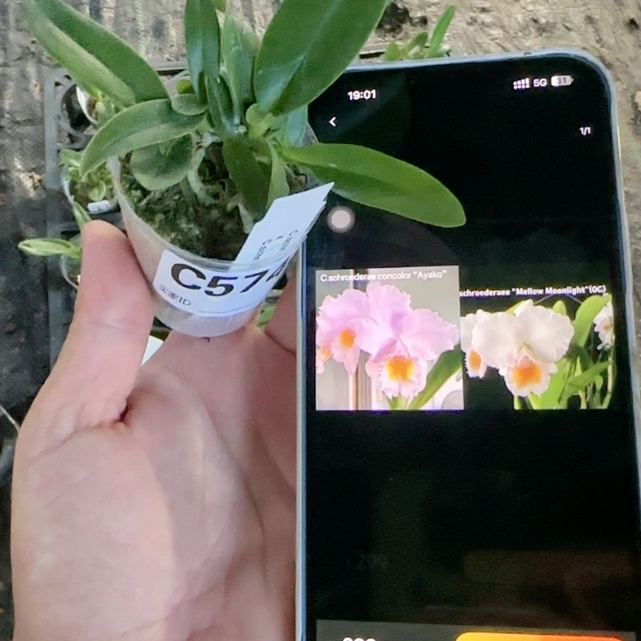 C574舒罗0Ayako交月光开箱价