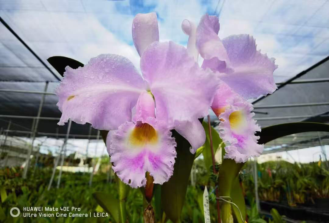 同色特里卡特兰超大花20厘米C. trianaei var.concolor'Blamd'sib