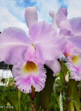 同色特里卡特兰超大花20厘米C. trianaei var.concolor'Blamd'sib