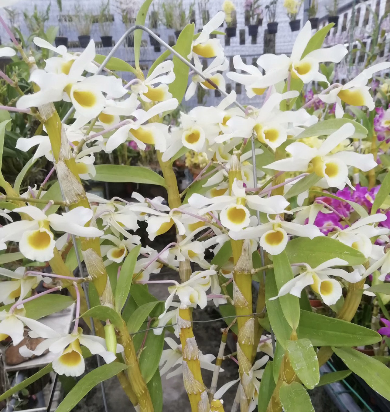 黄喉石斛  Den. signatum大花浓香黄喉石斛兰苗花卉绿植盆栽
