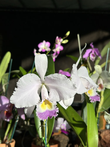 卡特兰 蓝特里C.triana.coerulea（Mai HCC/JOS x Goldiana）2741