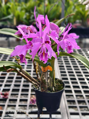 卡特兰深红马西马C.maxma “Handa”JP大花浓香洋兰花卉