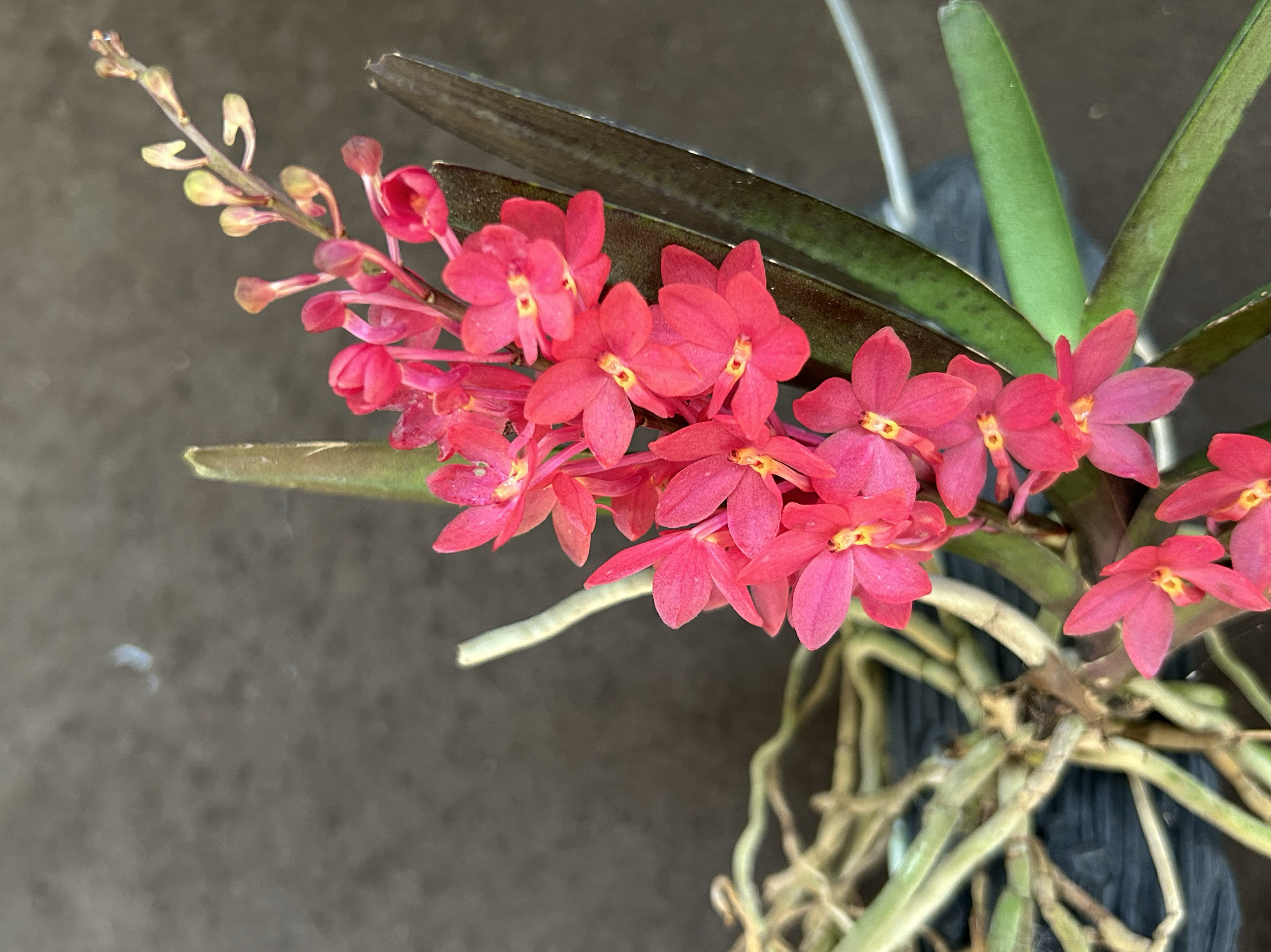 菲律宾鸟舌兰酒红粉色Ascocentrum miniatum迷你酒红粉洋吊兰花苗