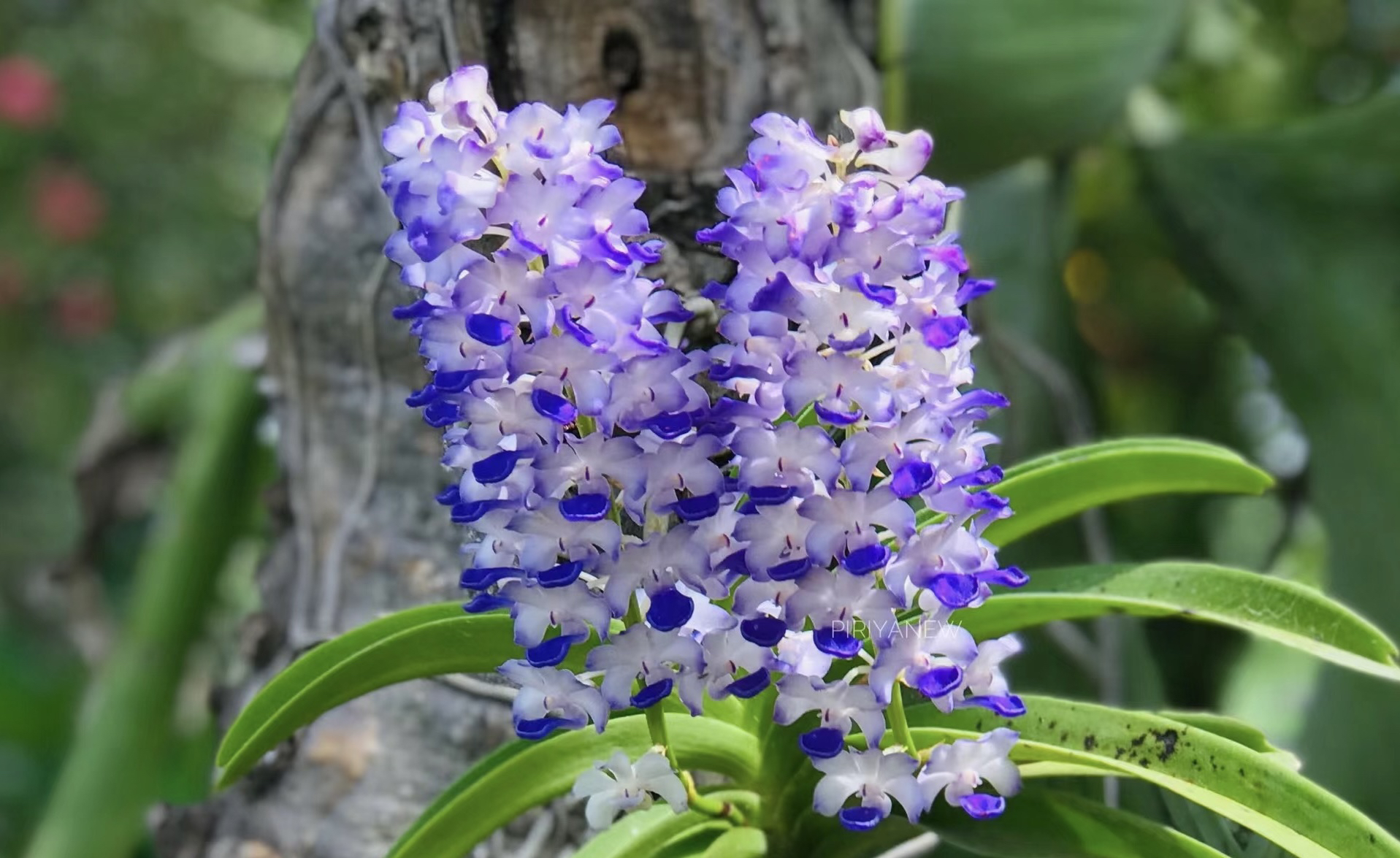 蓝色狐尾兰  蓝花安诺兰苗附生兰花卉盆栽绿植洋吊兰